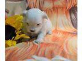Maltese Puppy for sale in Appleton, WI, USA