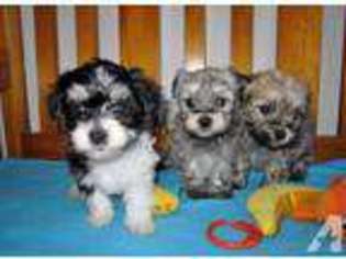 Havanese Puppy for sale in BORING, OR, USA