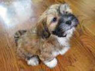 Havanese Puppy for sale in Denver, CO, USA
