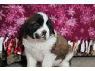 Saint Bernard Puppy for sale in Smithsburg, MD, USA