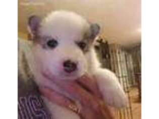 Siberian Husky Puppy for sale in Lanexa, VA, USA