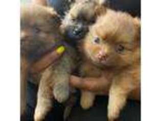 Pomeranian Puppy for sale in Elkridge, MD, USA