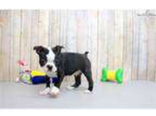 Boston Terrier Puppy for sale in Chillicothe, OH, USA