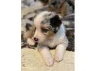 Miniature Australian Shepherd Puppy for sale in Bedford, IN, USA