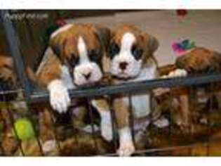 Boxer Puppy for sale in Crawfordsville, IN, USA