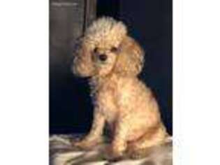 Mutt Puppy for sale in Warner Robins, GA, USA