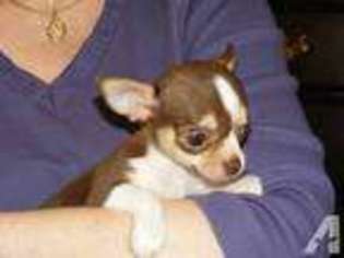 Chihuahua Puppy for sale in ASHEBORO, NC, USA