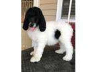 Mutt Puppy for sale in Salineville, OH, USA