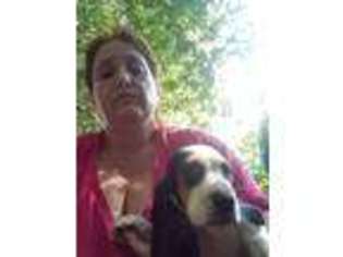 Basset Hound Puppy for sale in Wilmington, NC, USA