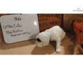 English Setter Puppy for sale in Ann Arbor, MI, USA