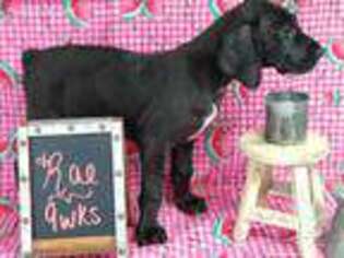Great Dane Puppy for sale in Anderson, MO, USA