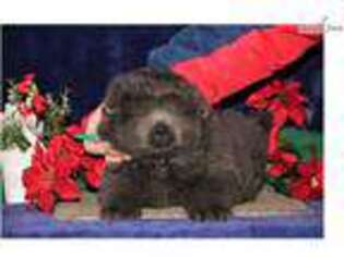 Chow Chow Puppy for sale in Lancaster, PA, USA