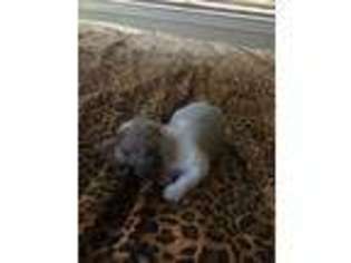 Dachshund Puppy for sale in Buda, TX, USA