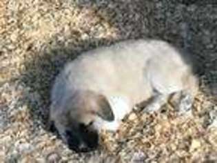 Anatolian Shepherd Puppy for sale in Modesto, CA, USA