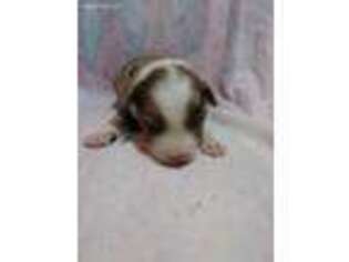 Australian Shepherd Puppy for sale in Lecanto, FL, USA