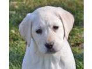 Labrador Retriever Puppy for sale in Columbia Station, OH, USA
