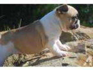 French Bulldog Puppy for sale in TISHOMINGO, OK, USA