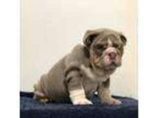 Bulldog Puppy for sale in Petersburg, IN, USA