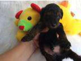Mutt Puppy for sale in Staunton, IL, USA