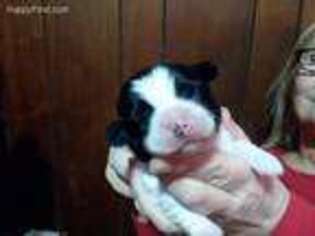 Mutt Puppy for sale in Leipsic, OH, USA