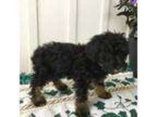 Schnoodle (Standard) Puppy for sale in Brogue, PA, USA