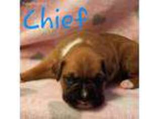 Boxer Puppy for sale in Imperial, MO, USA