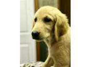 Golden Retriever Puppy for sale in Buffalo, TX, USA