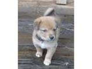 Shiba Inu Puppy for sale in Glendale, OR, USA