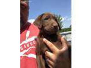Labrador Retriever Puppy for sale in Plattsmouth, NE, USA