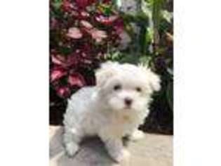 Maltese Puppy for sale in Parlin, NJ, USA