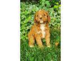 Cavapoo Puppy for sale in Manheim, PA, USA
