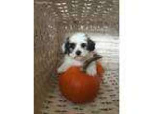 Coton de Tulear Puppy for sale in Mountain Home, ID, USA