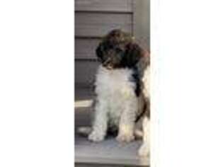 Mutt Puppy for sale in Decatur, MI, USA