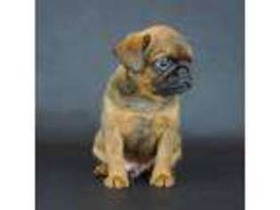 Brussels Griffon Puppy for sale in Naples, FL, USA
