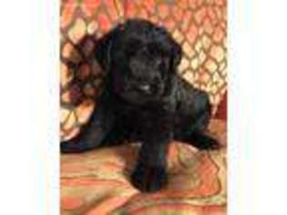 Mutt Puppy for sale in Park Hill, OK, USA