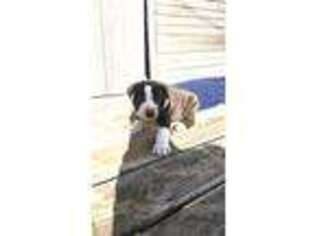American Bulldog Puppy for sale in Havana, KS, USA