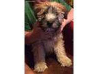 Soft Coated Wheaten Terrier Puppy for sale in Plainfield, IL, USA
