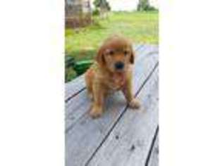 Golden Retriever Puppy for sale in Belle Rive, IL, USA