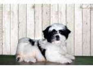 Teddy Roosevelt Terrier Puppy for sale in Saint George, UT, USA