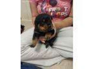 Rottweiler Puppy for sale in Fountain Inn, SC, USA