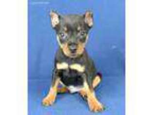 Miniature Pinscher Puppy for sale in Kit Carson, CO, USA