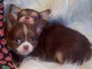 Chihuahua Puppy for sale in Paradise, CA, USA