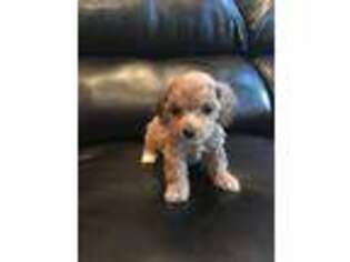 Cavapoo Puppy for sale in Albany, IN, USA