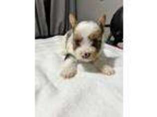 Yorkshire Terrier Puppy for sale in Morgan City, LA, USA