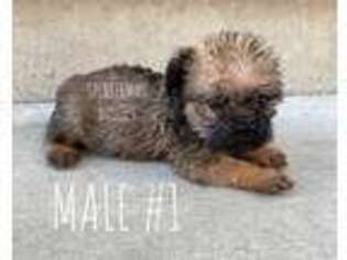 Brussels Griffon Puppy for sale in Bourbon, IN, USA
