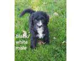 Old English Sheepdog Puppy for sale in Port Huron, MI, USA