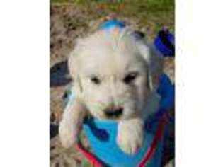 Mutt Puppy for sale in Toone, TN, USA