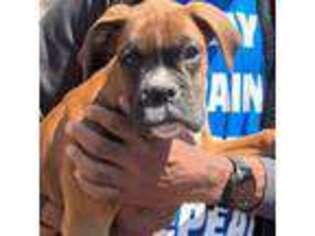 Boxer Puppy for sale in Oak Park, IL, USA