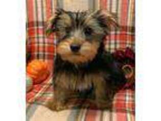Yorkshire Terrier Puppy for sale in Tifton, GA, USA