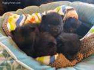 Schipperke Puppy for sale in Blanchester, OH, USA